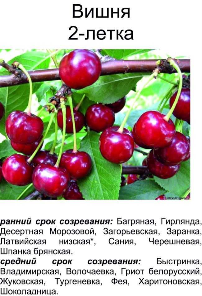Вишня владимирская: описание сорта, отзывы, выращивание и уход