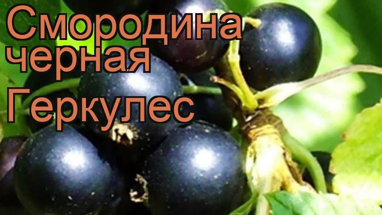 Сорт смородины черной геркулес