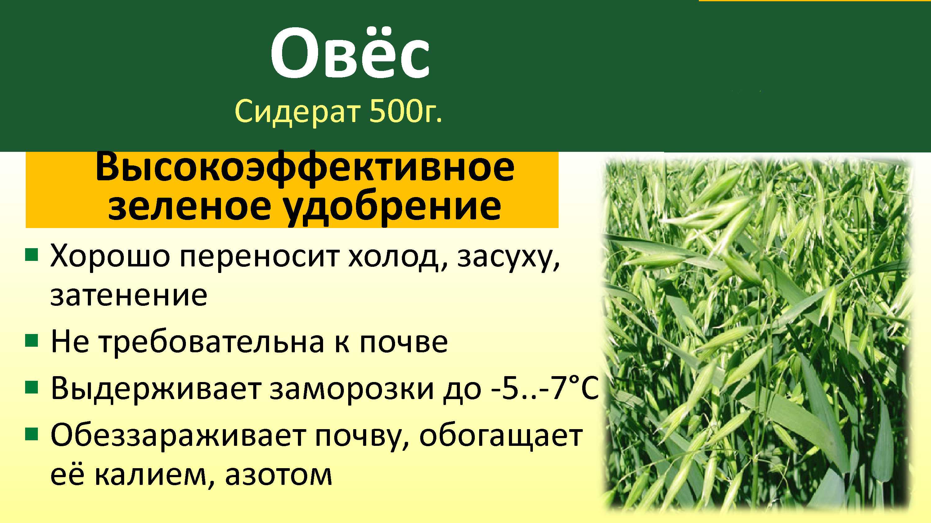 Озимая рожь как сидерат на садовом участке: «за» и «против»