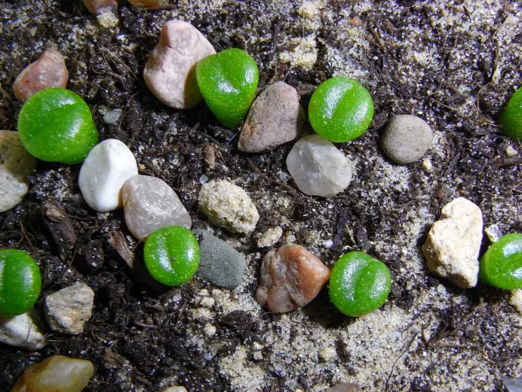 Живые камни семена. Литопсы. Литопсы живые камни. Суккулентов из семян литопсы. Литопсы ростки.