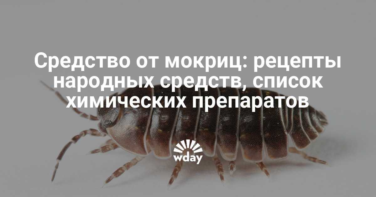 Как избавиться от мокриц в ванной и туалете, почему они заводятся
