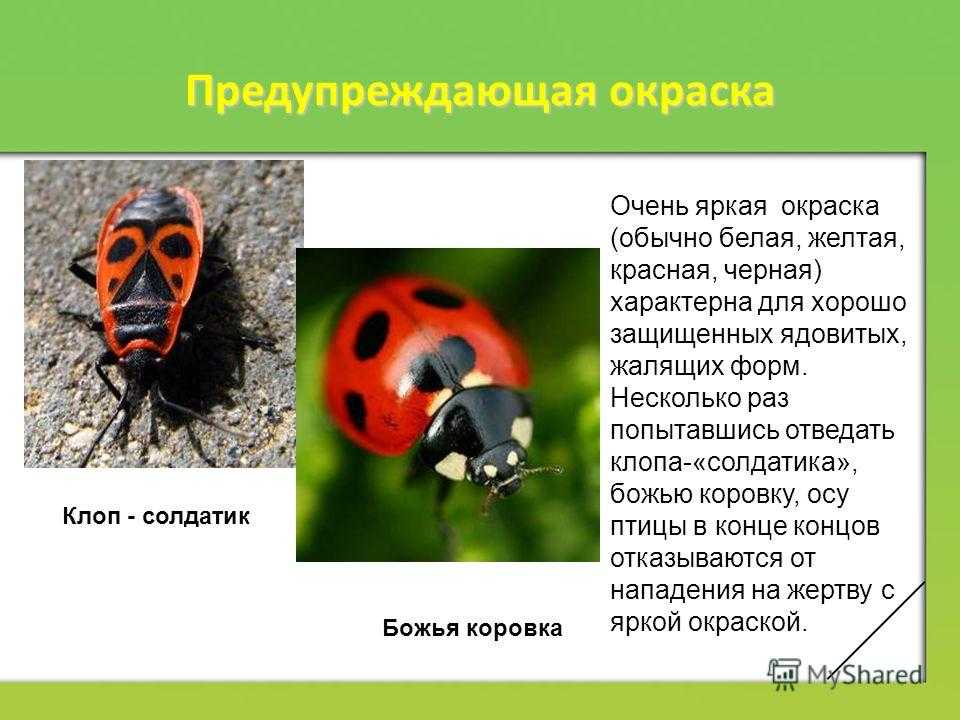 Красный клоп солдатик или пожарник: какой вред наносит, как избавиться