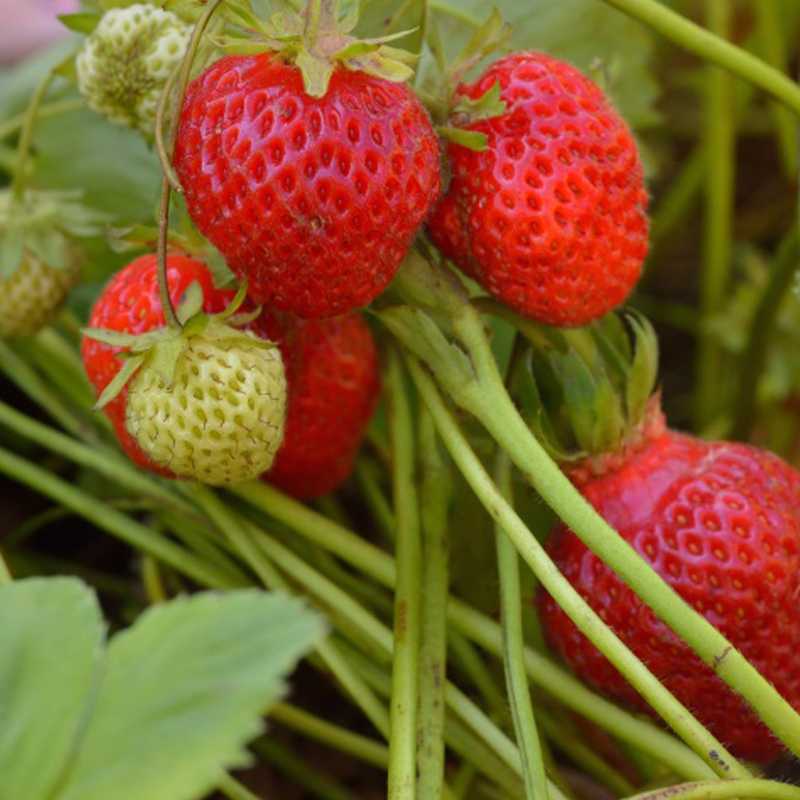 Клубника фестивальная:  отзывы, фото урожая, описание сорта, выращивание, размножение, урожайность, посадка, подкормка и уход весной, осенью
