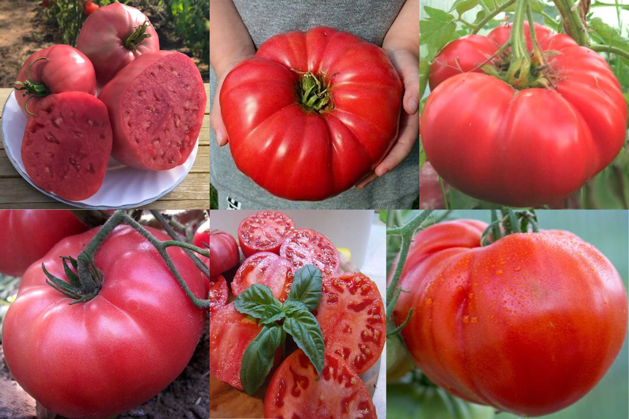 Рассадный культивар с самыми полезными плодами среди томатов — малиновый цвет: описание сорта