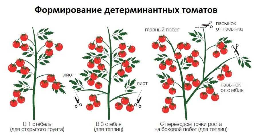 Хороший урожай с компактного куста — томат толстые щечки: описание сорта с отзывами