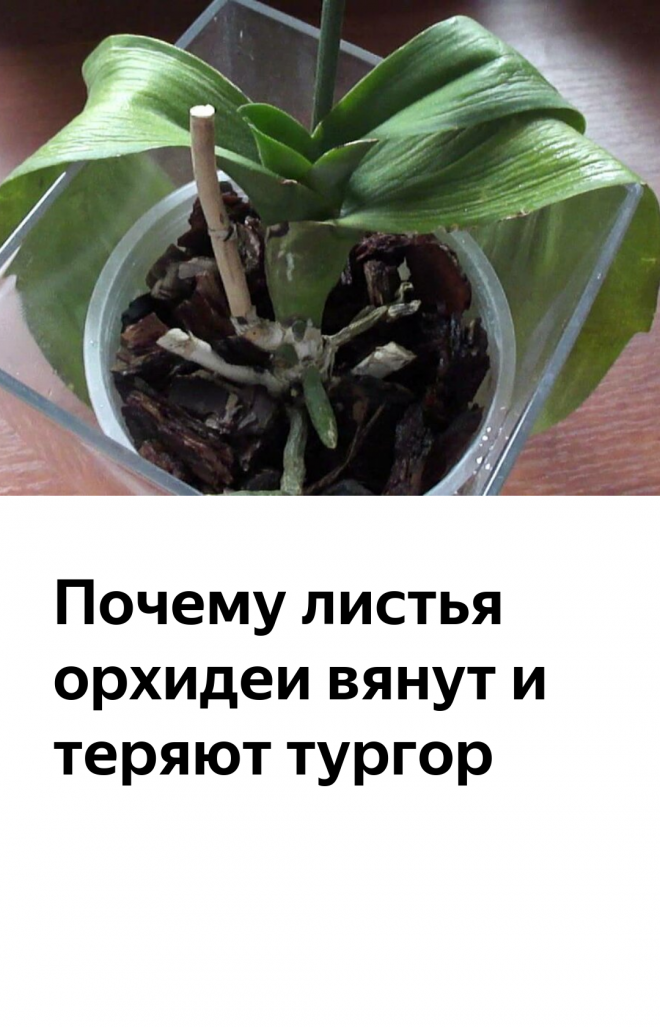 Почему желтеют листья у орхидеи: что делать?