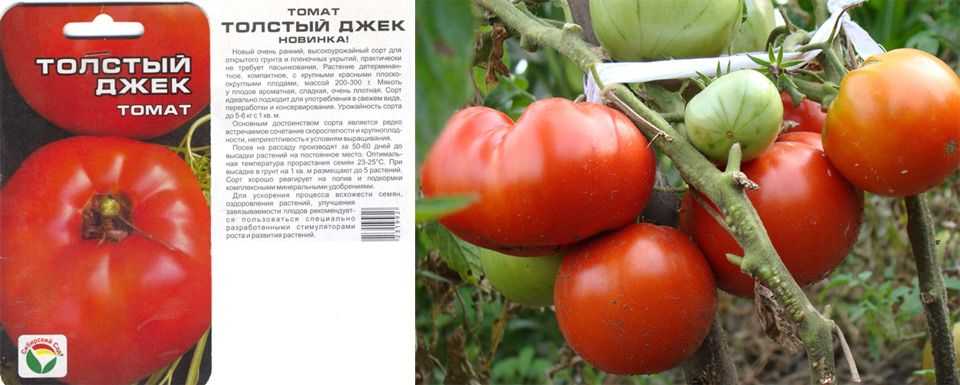Лучшие сорта или виды помидоров на любой вкус и цвет