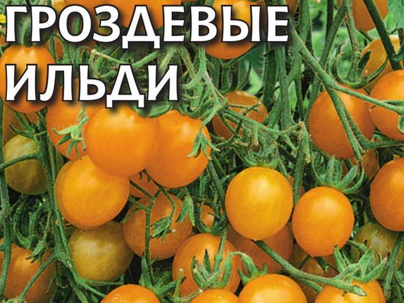 Помидоры черри: польза и вред для организма, калорийность и бжу, описание состава и полезные свойства томатов при похудении