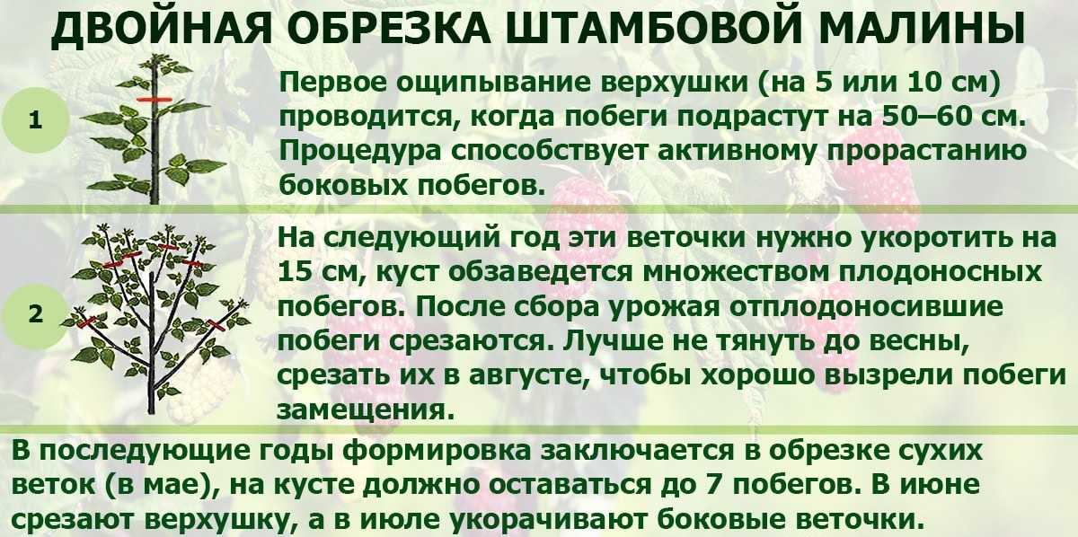 Малина таруса - описание сорта, фото, отзывы, особенности выращивания