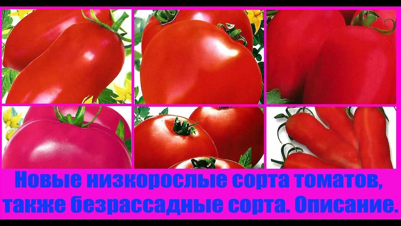 Безрассадные помидоры сорта