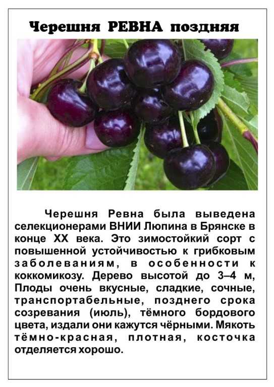 Сорт черешни Ипуть Его особенности, достоинства и недостатки Правила посадки и ухода Борьба с болезнями и вредителями Сбор урожая