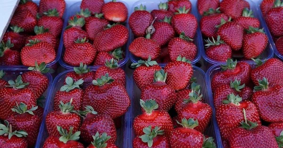 Лучшие сорта клубники с разными сроками созревания: ранние, среднеспелые, поздние и ремонтантные