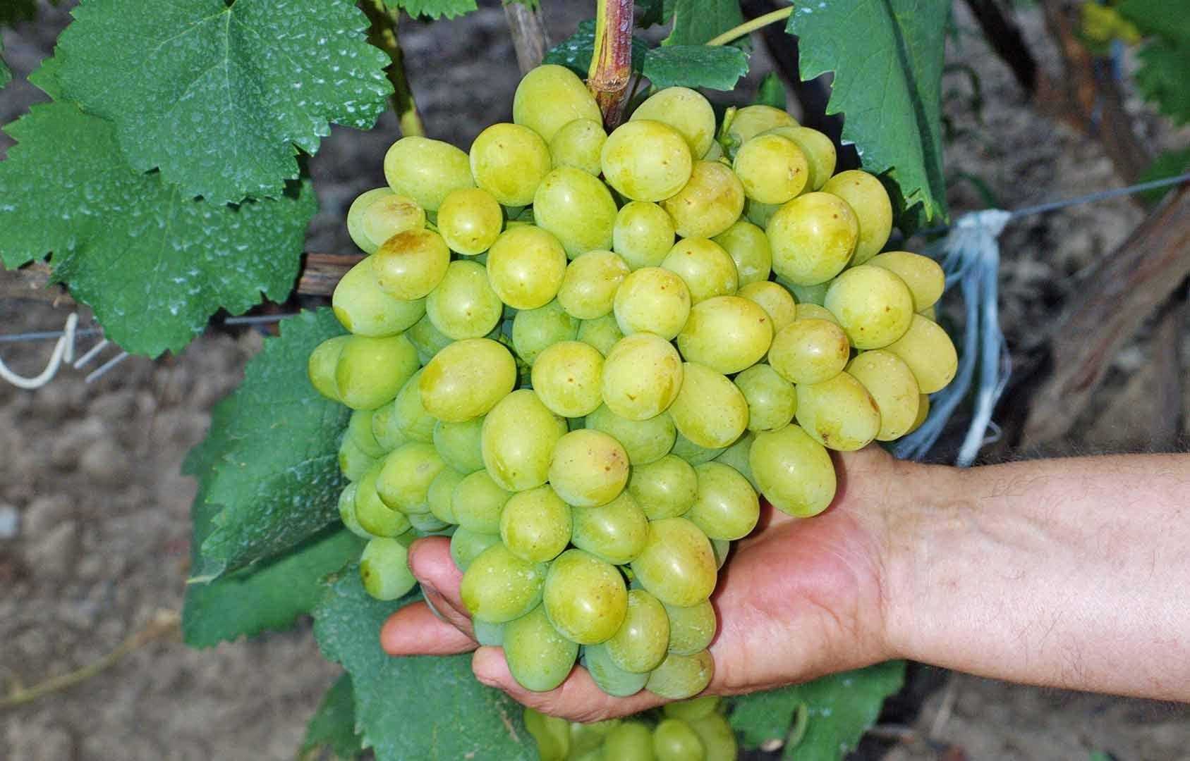 Описание сорта винограда руслан: фото, видео и отзывы | vinograd-loza