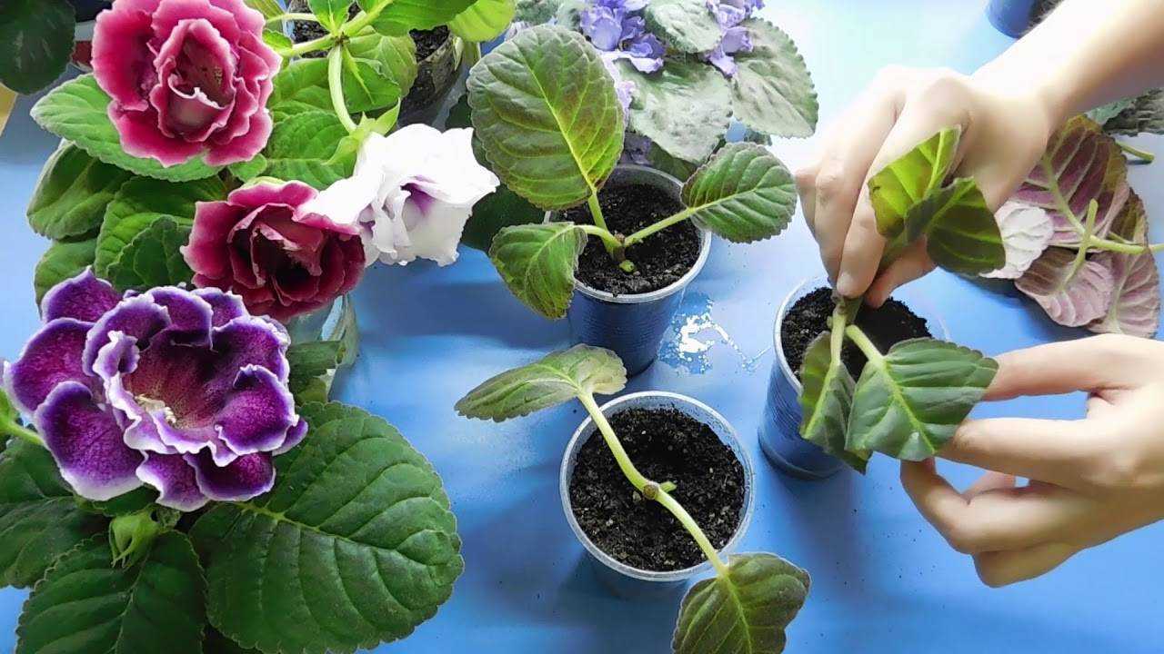 Через сколько укореняются листья глоксинии
