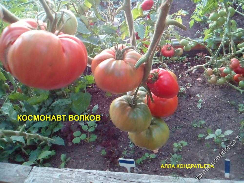 Томат космонавт волков: описание и характеристика сорта, фото, особенности выращивания помидоров, отзывы тех, кто сажал