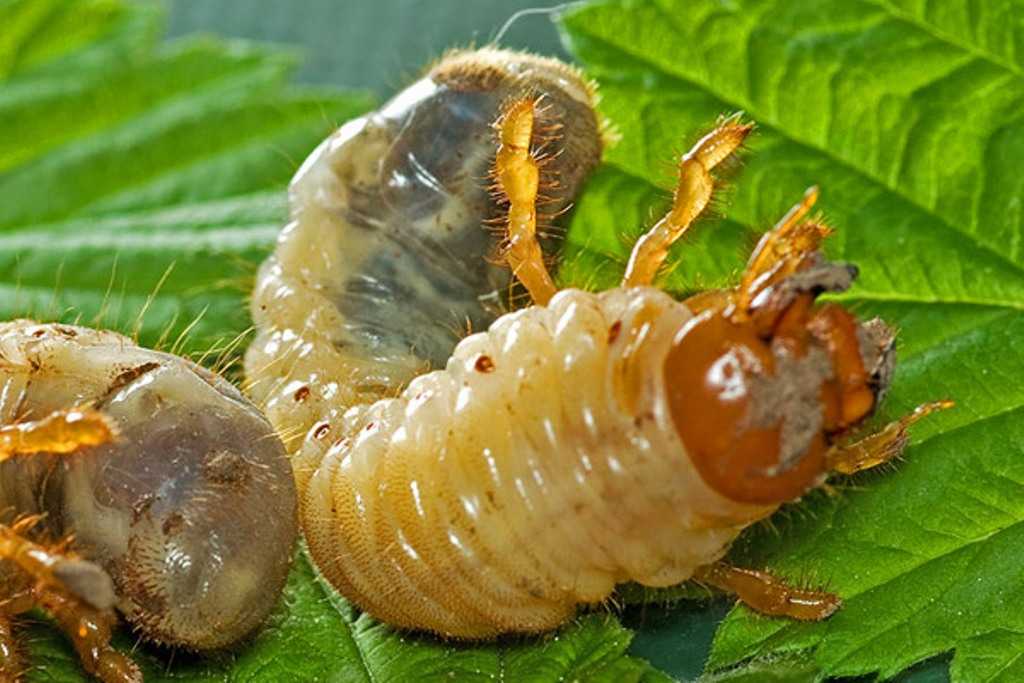 Личинки майских жуков фото как бороться
