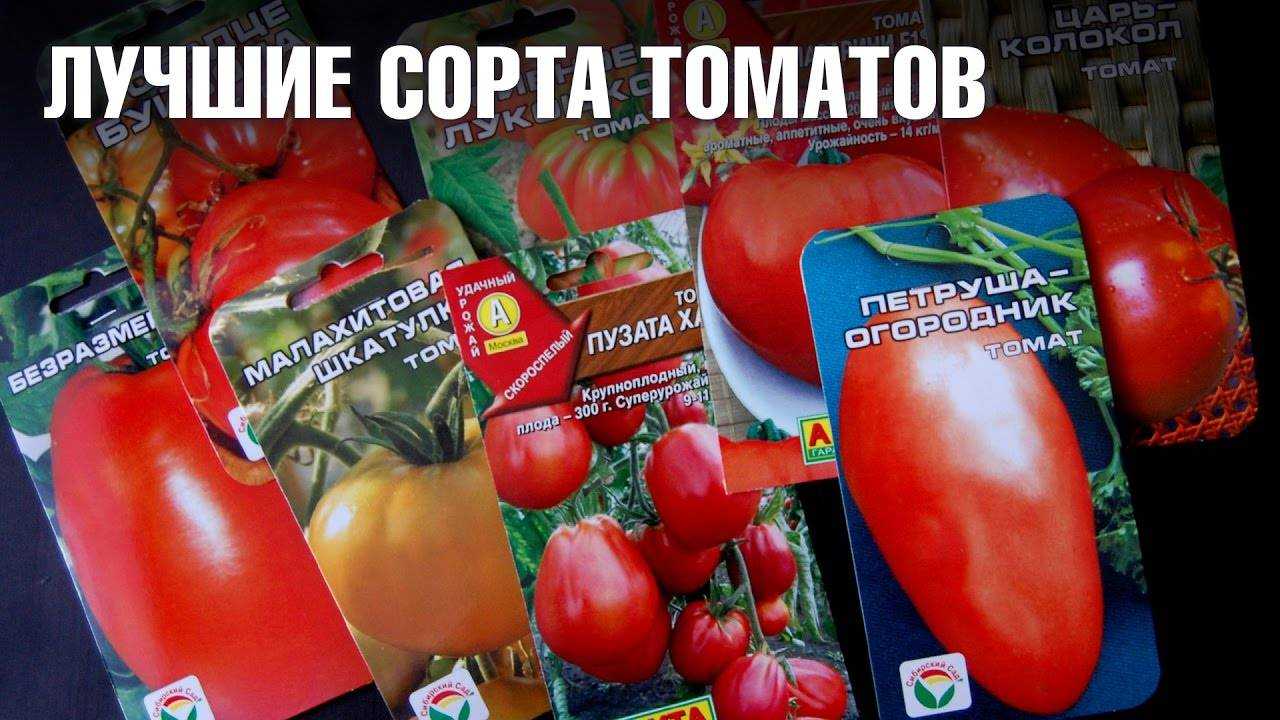 Название семян помидор. Семена томатов сибирской селекции низкорослые для открытого. Томат низкорослые урожайные сорта. Самые лучшие семена помидор. Семена низкорослых томатов для теплиц.