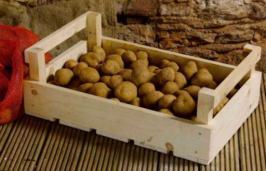 Как хранить картофель в квартире, в доме: условия