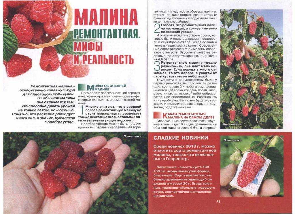 Лучшие сорта малины