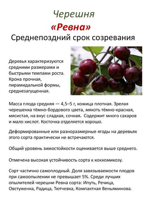 Черешня ипуть схема посадки