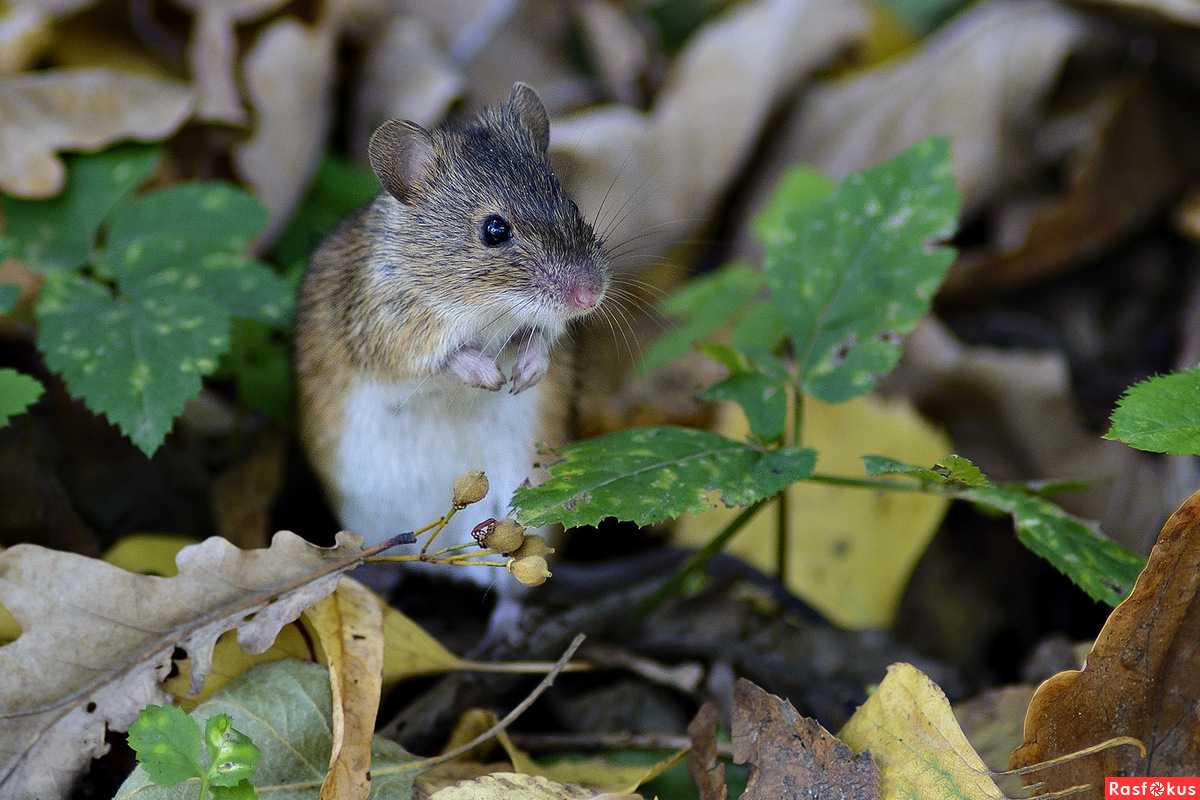 Мыши живущие в лесу. Мышь Лесная полевка. Обыкновенная полёвка. Полевая мышь (мышь-полёвка). Эворонская полевка.