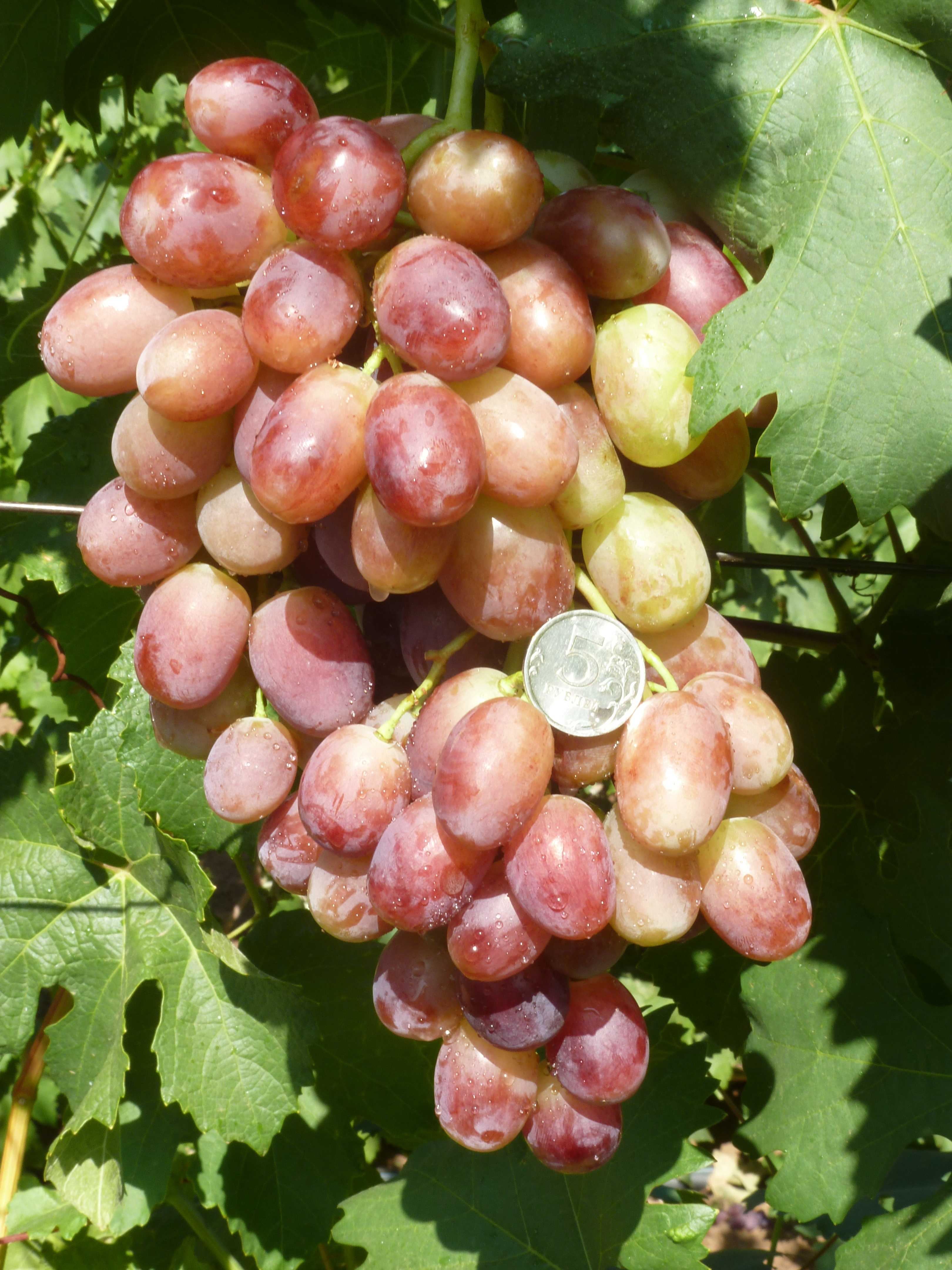 Описание сорта винограда «ландыш» — удовольствие и наслаждение