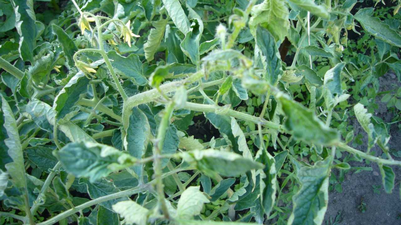 Проблемы с листьями у рассады томатов: скручиваются, вянут, желтеют, опадают