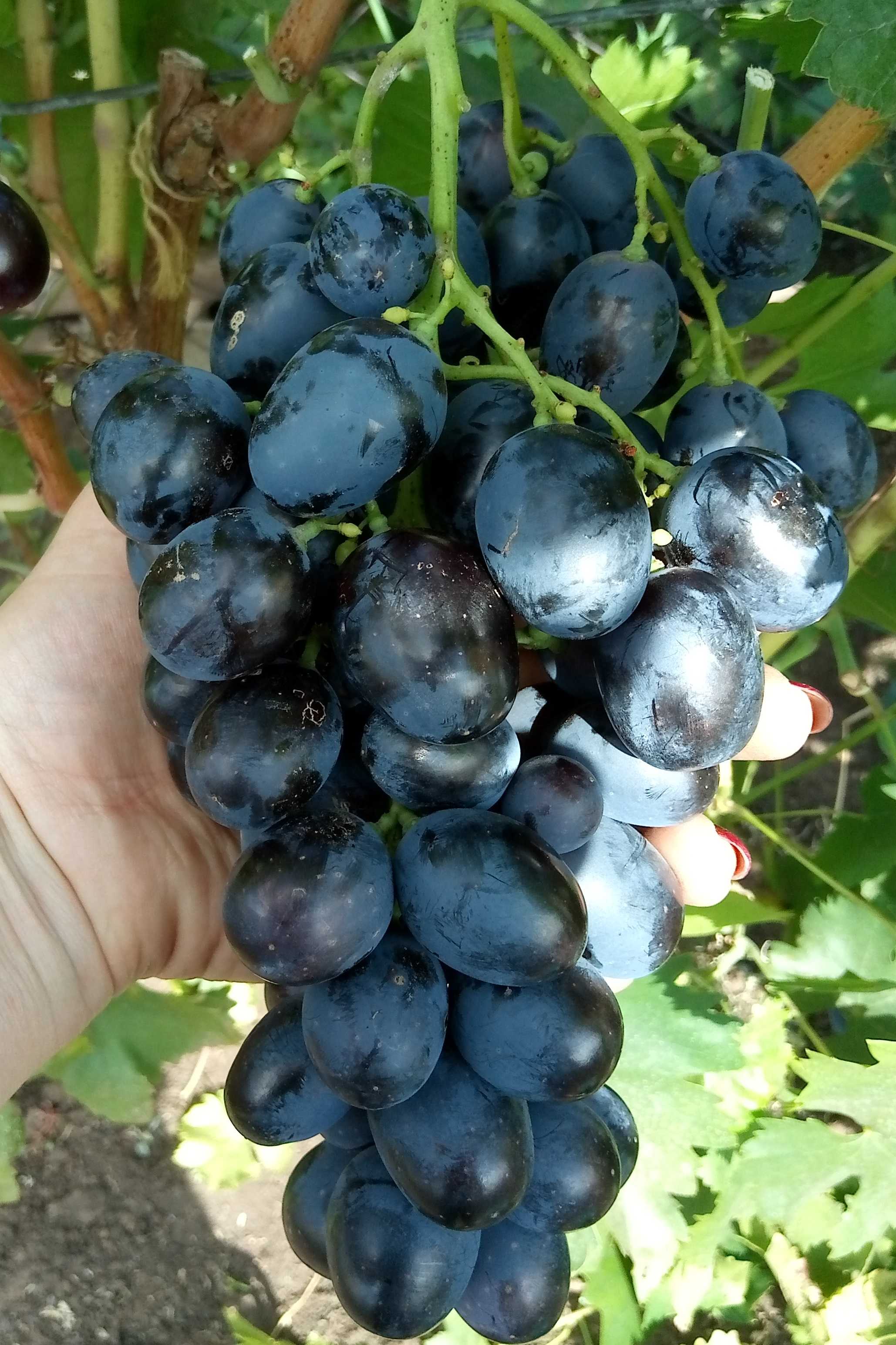 Сорт винограда Хаджи Мурат