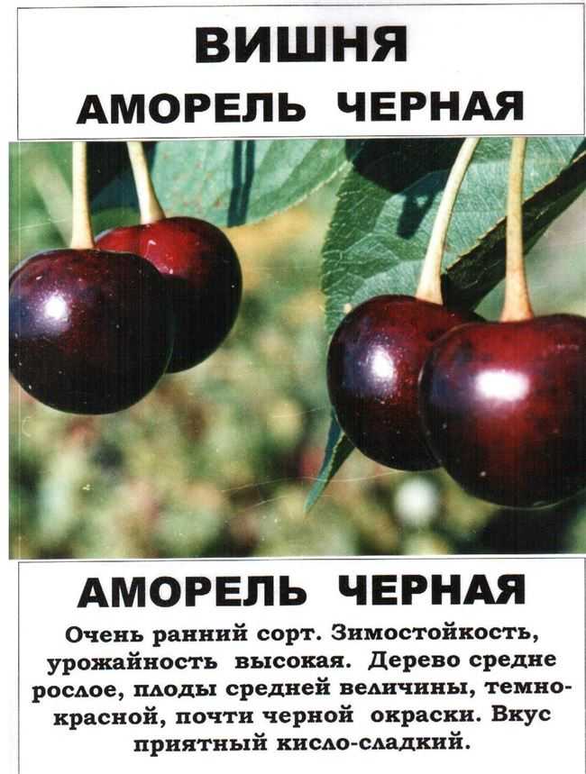 Вишня владимирская: описание сорта и фото, посадка и уход, опылители и вредители selo.guru — интернет портал о сельском хозяйстве