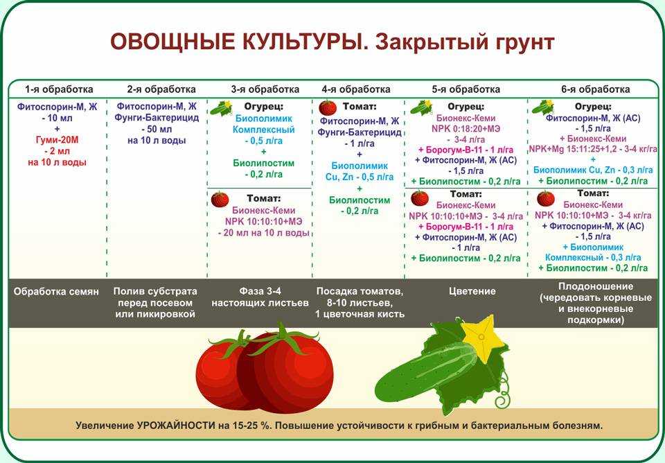 Ранние сорта томатов – для открытого грунта, высокоурожайные, лучшие для средней полосы, топ-15
