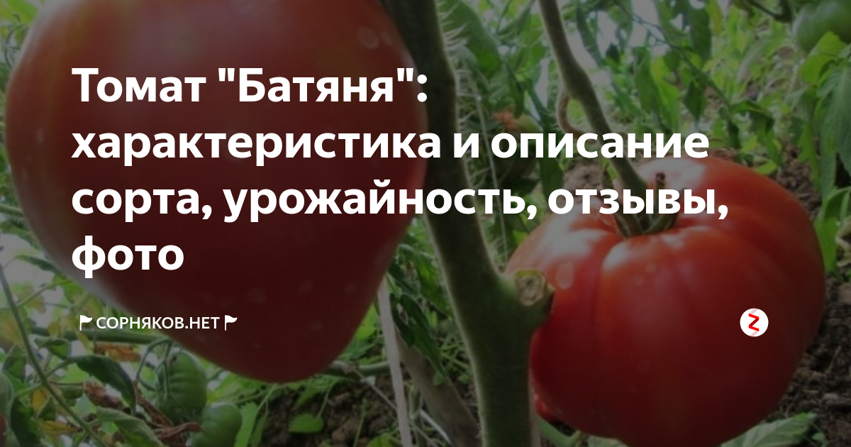 Помидоры батяня - описание сорта с фото, жарактеристика, урожайность отзывы кто сажал