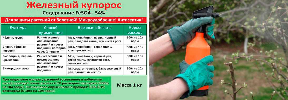 Подкормка садовой малины с весны до осени