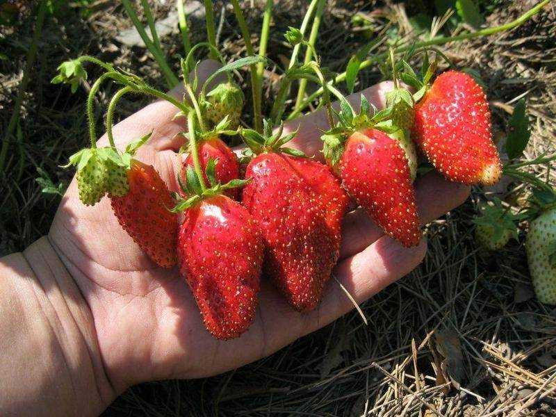 Клубника роксана: высокопродуктивный итальянский сорт