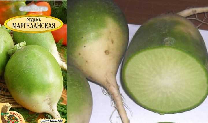 Сроки посадки маргеланской редьки, выращивание и уход в открытом грунте