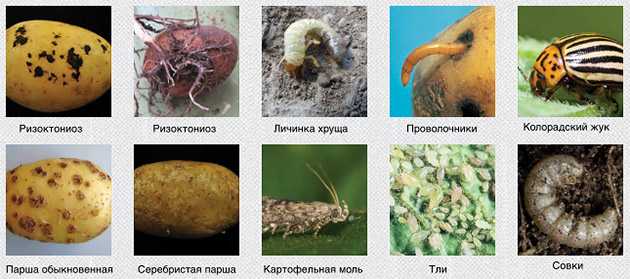 Нематода. скрытая угроза — журнал "картофельная система"