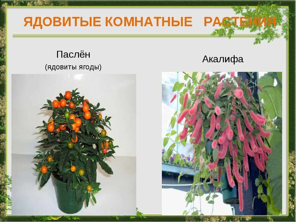 Какие комнатные цветы ядовиты и вредны? 7 опасных комнатных растений