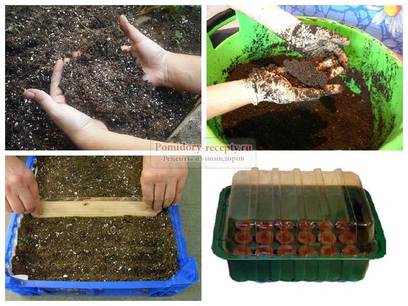 Как правильно сажать семена томата на рассаду