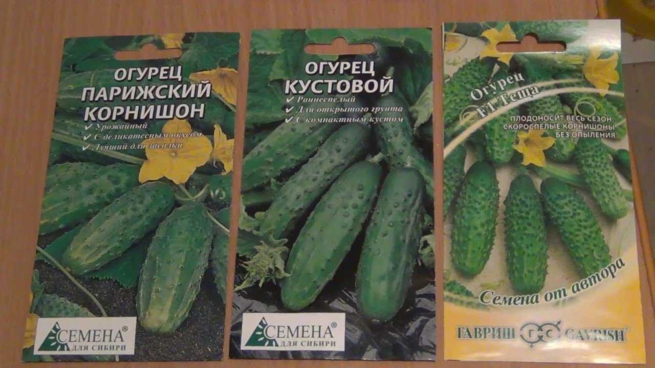 Огурец кустовой описание отзывы фото. Огурец кустовой f1. Огурцы теща и зятек. Огурец Армада f1 Киров. Кустовые огурцы корнишоны.