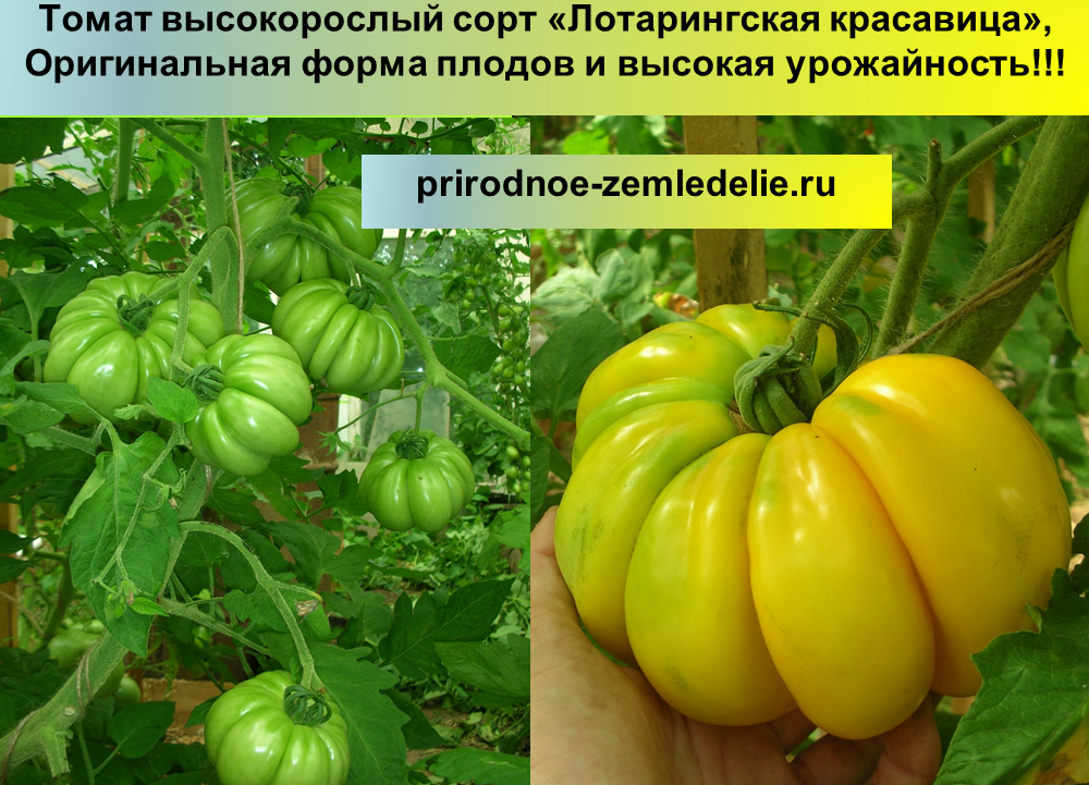 Томат лотарингская красавица характеристика и описание сорта