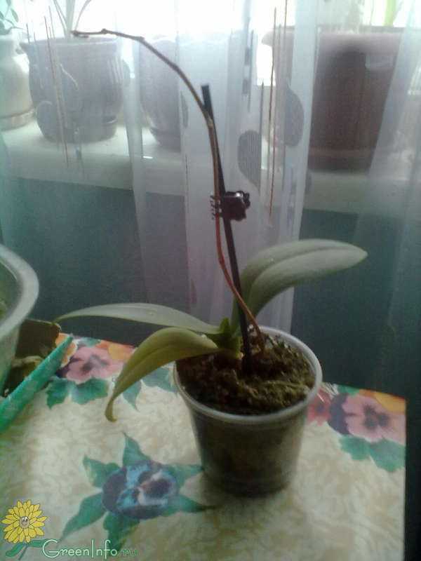 Почему орхидея вянет и что делать. Орхидея фаленопсис выпустила цветонос. Орхидея фаленопсис надломился цветонос. Засохший цветонос орхидеи. Цветонос на стволе орхидеи.