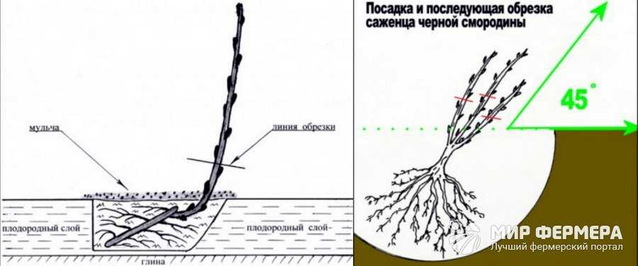 Схема посадки смородины на участке