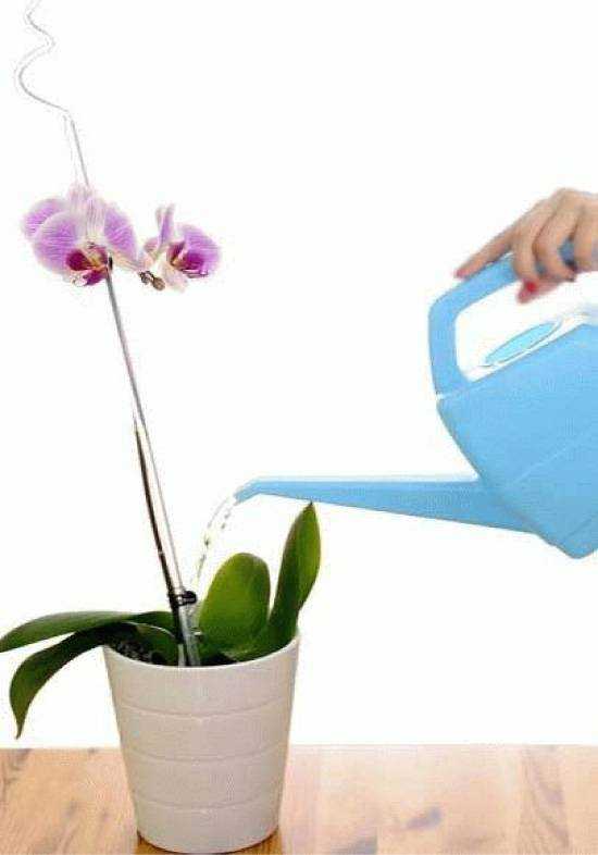 Полив орхидей в домашних условиях весной. Фаленопсис полив. Поддонный полив орхидеи. Орхидея в горшке. Орхидея в горшке полив.