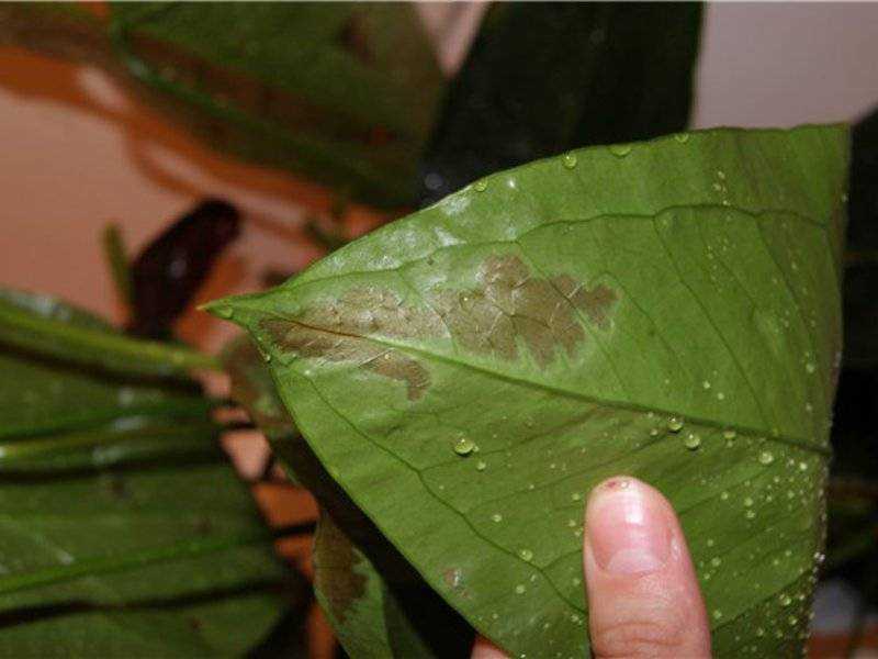 Болезни и вредители комнатных растений по листьям фото