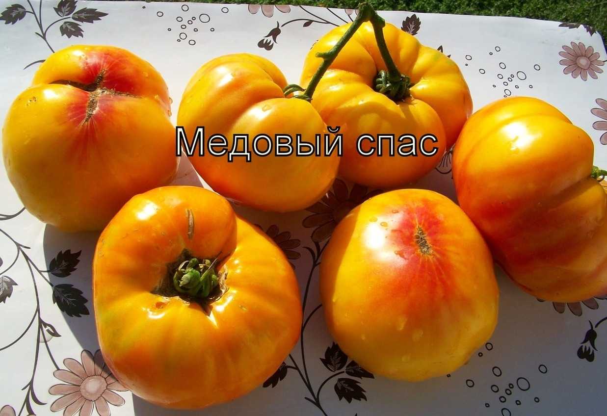 Томат медовый фото