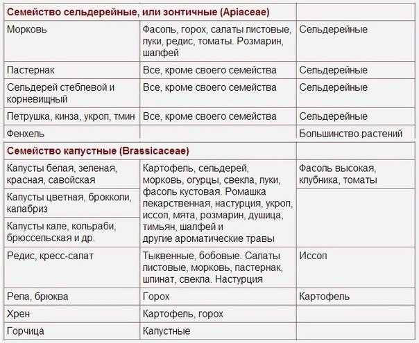 Совместимость овощных культур при посадке