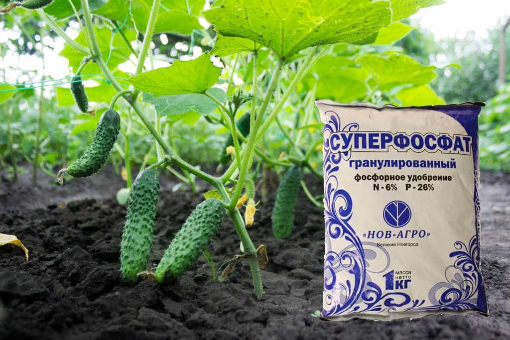 Подкормка огурцов в теплице + какие удобрения когда использовать