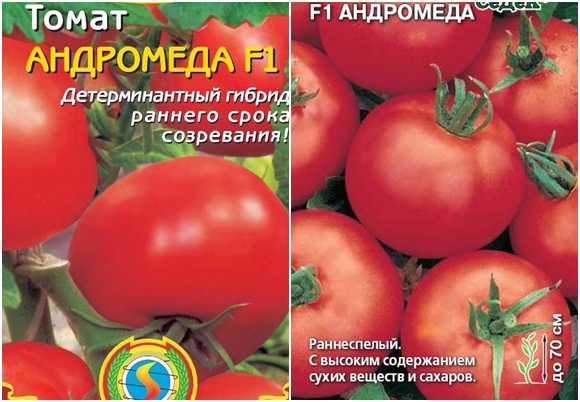 Андромеда томат описание и фото
