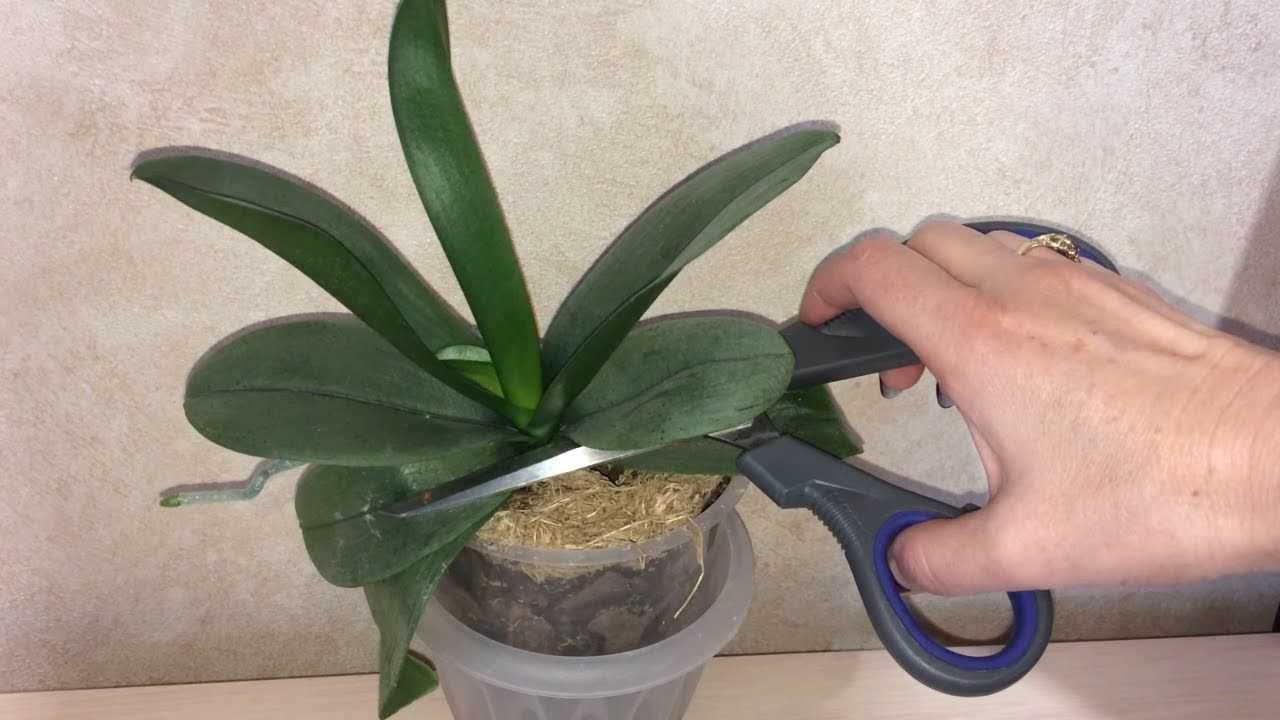 Как получить детку от орхидеи в домашних условиях фото пошагово