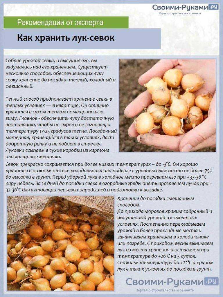 Сберечь до весны — хранение выращенного и покупного лука-севка: секреты и рекомендации опытных дачников