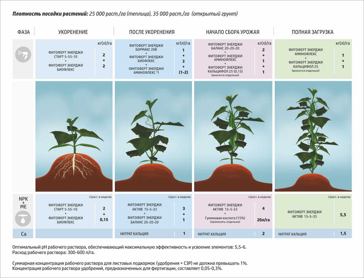 Схема подкормки томатов в теплице в течении сезона таблица